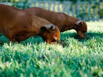 Happy Diwali Neon Lights (19"x17") view 3